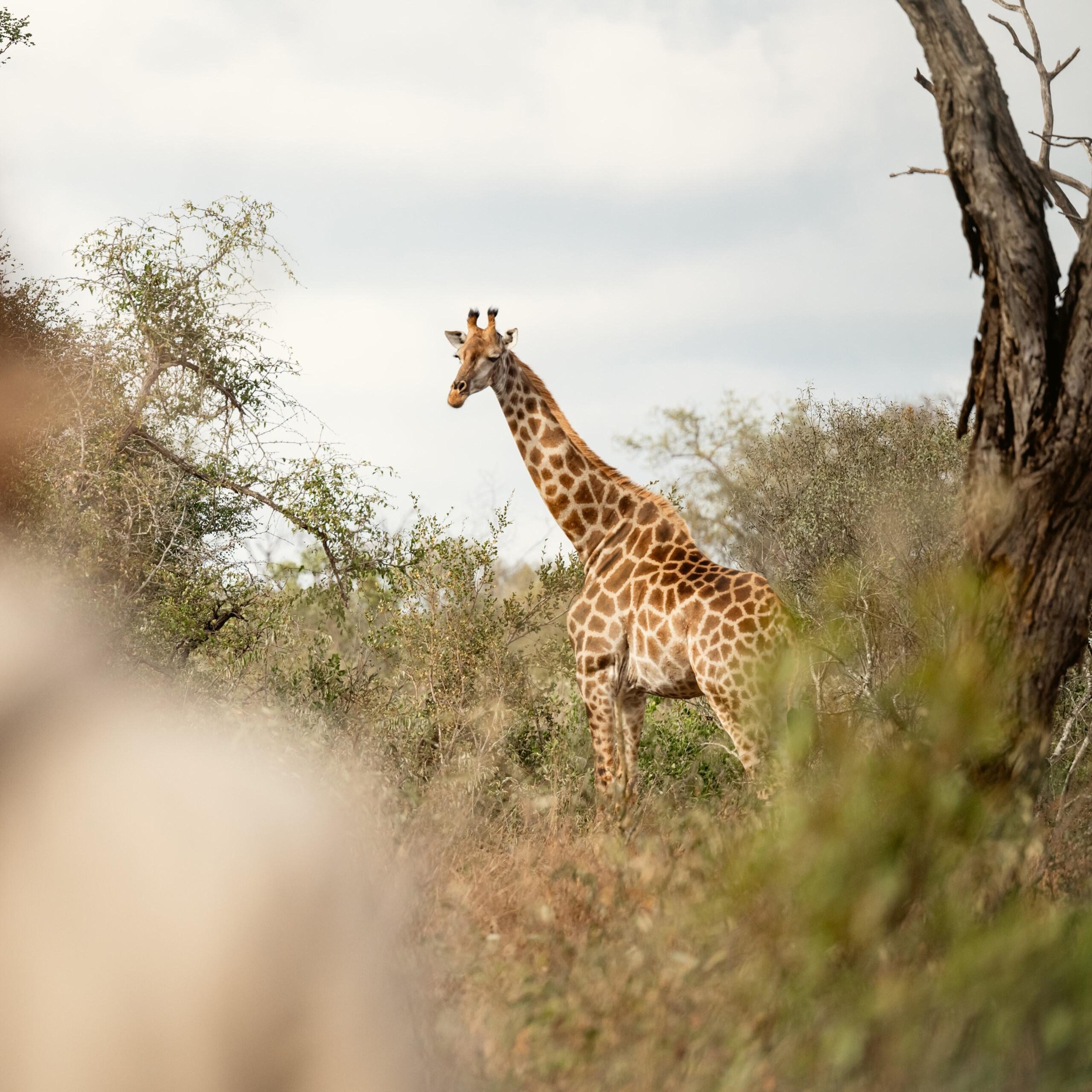 Safari