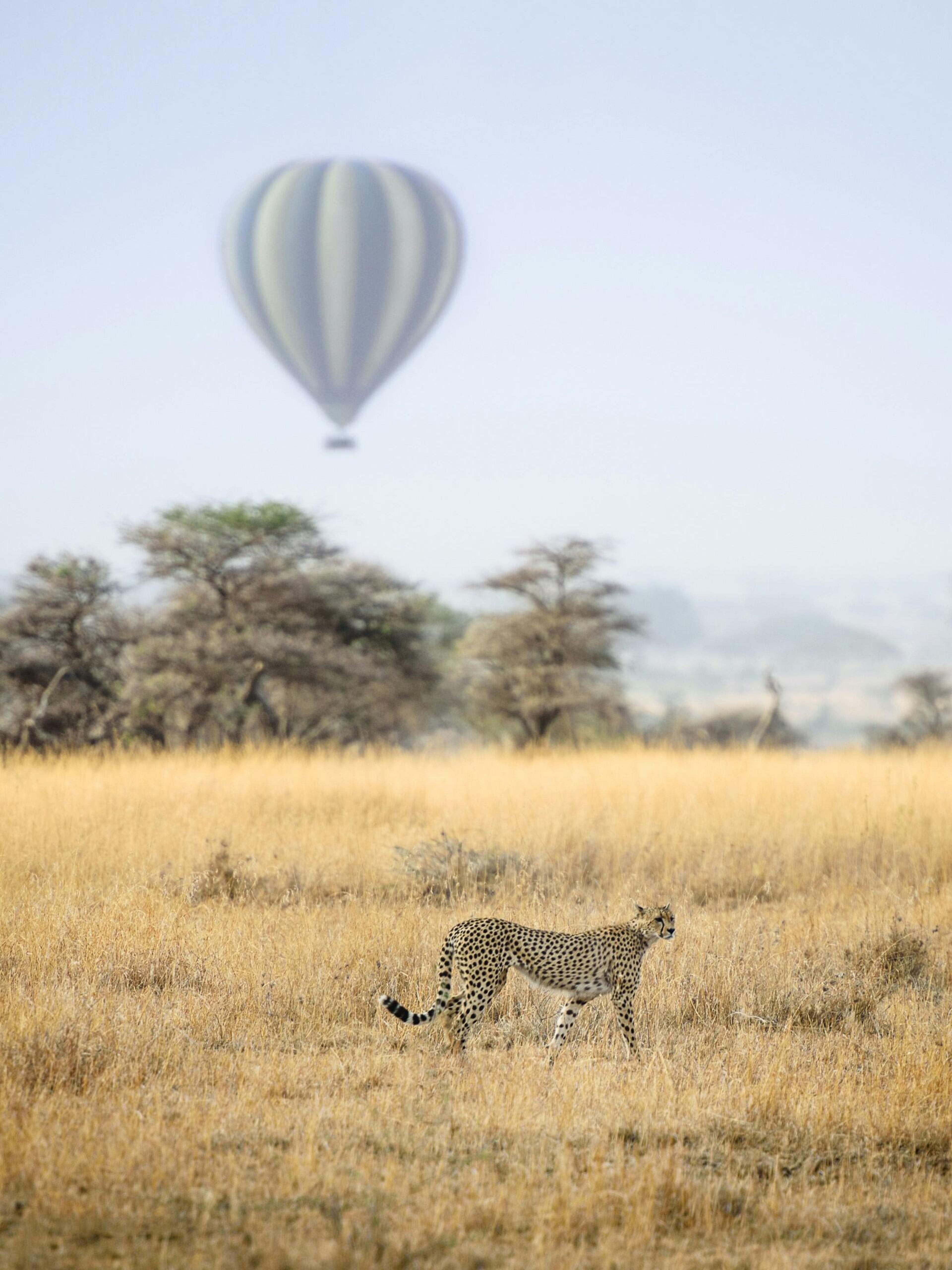 theserengeti