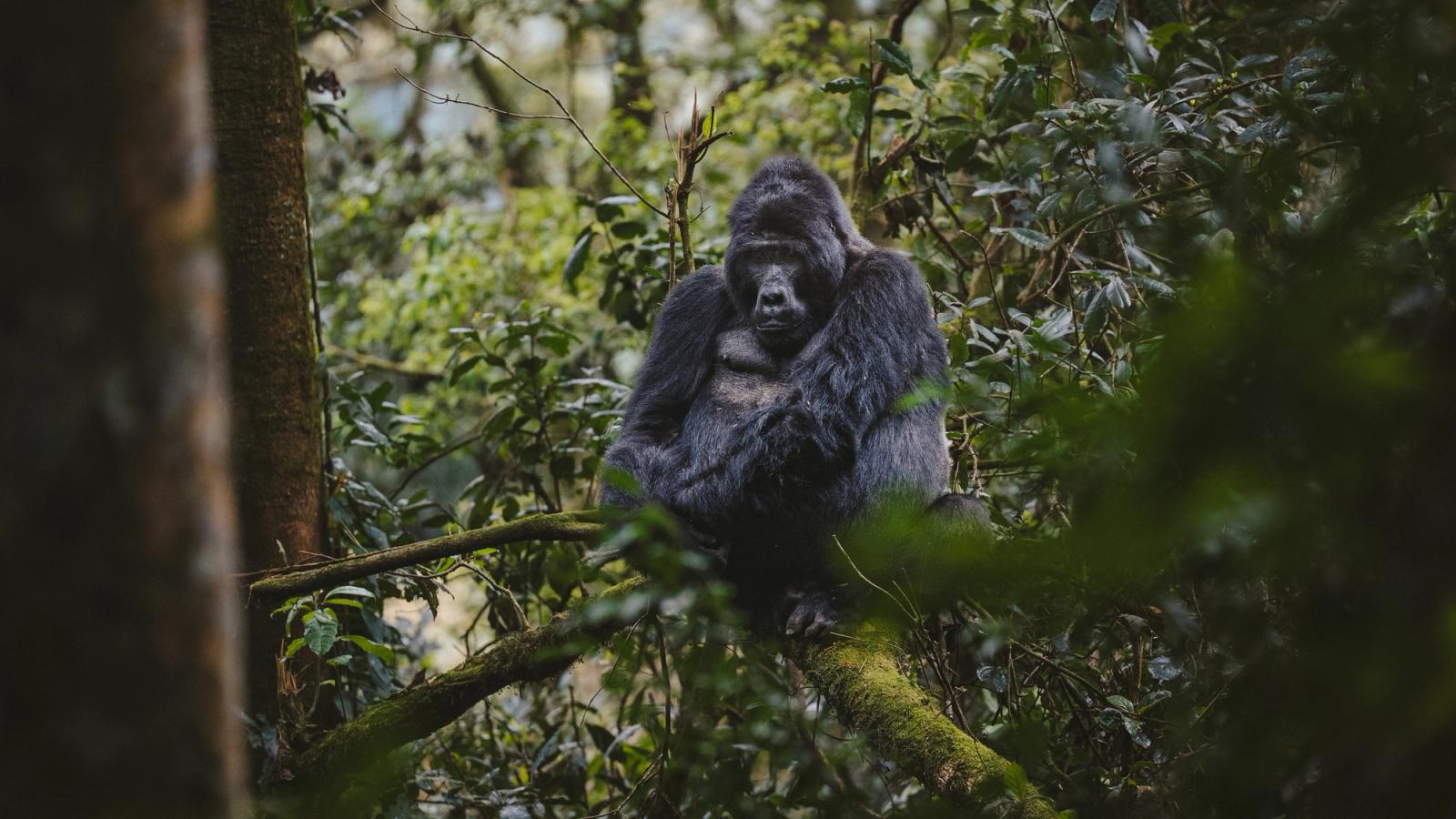 Uganda: Into the Wild