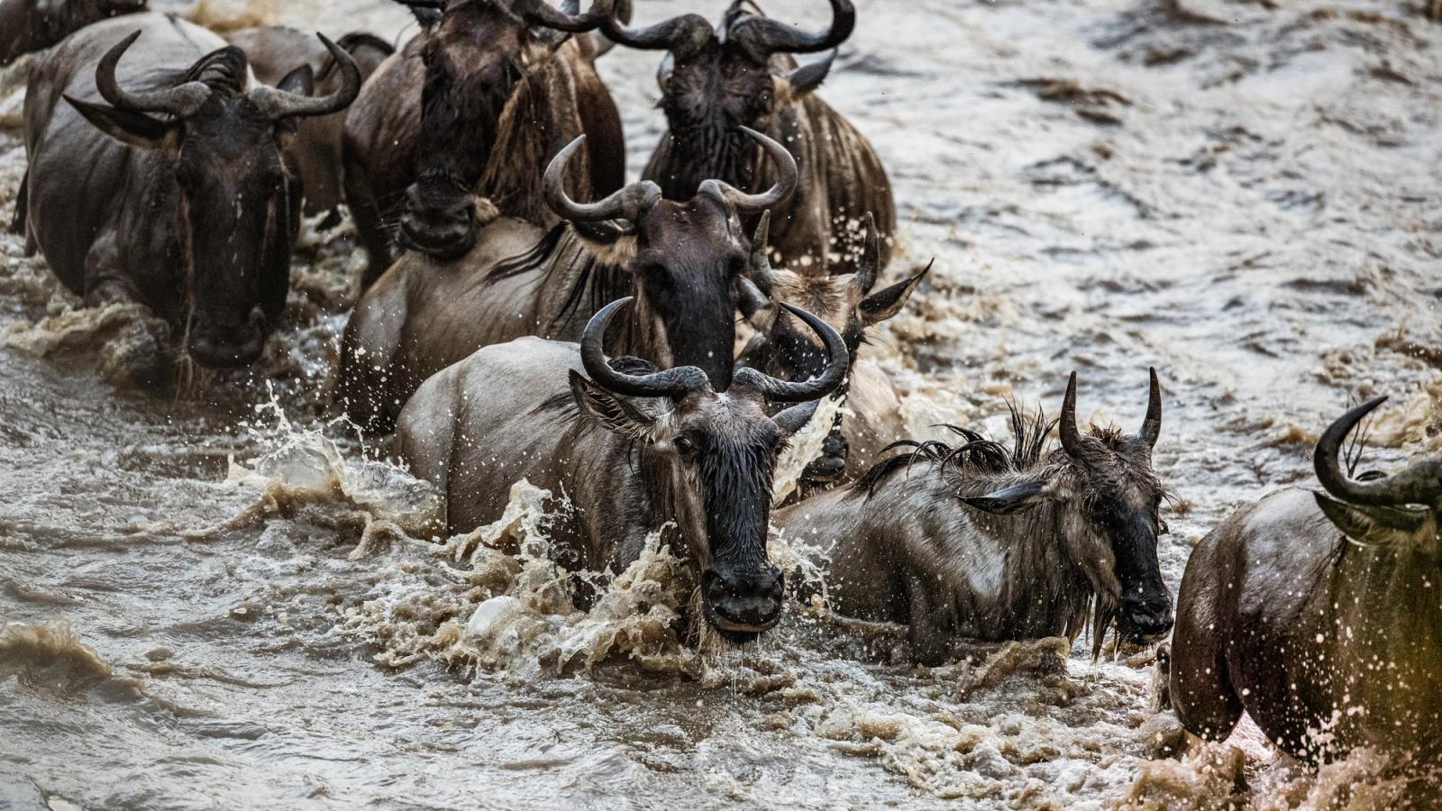 Kenya and Tanzania: Epic Great Migration Safari