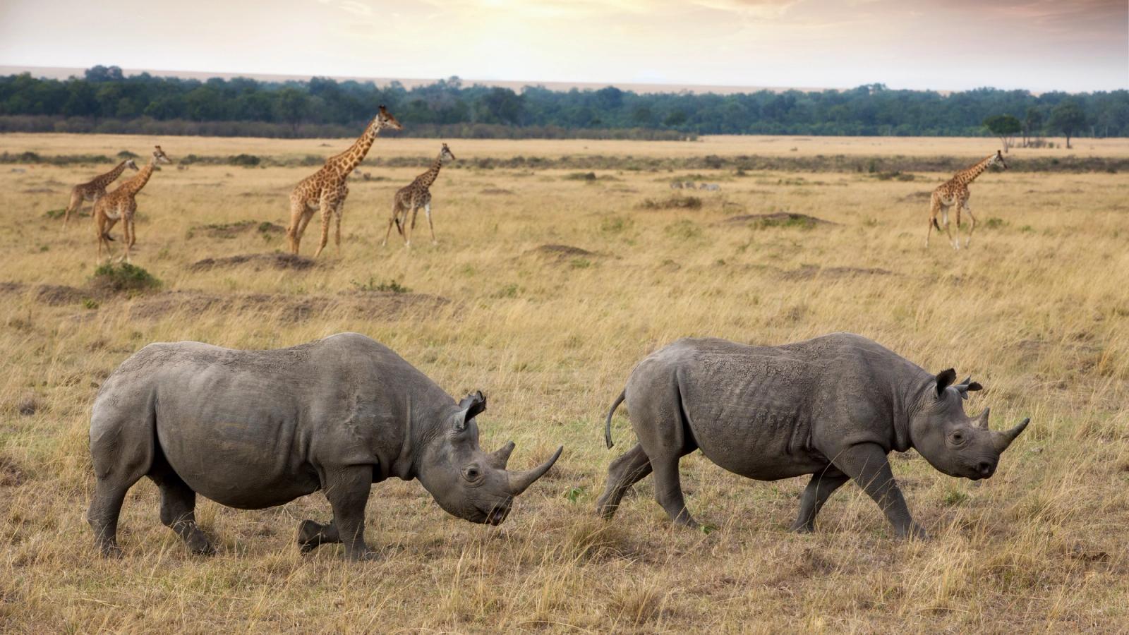 Ultimate Kenya Safari