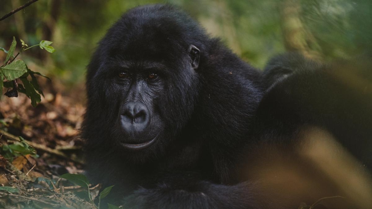 A&K Sanctuary Gorilla Trekking in Uganda