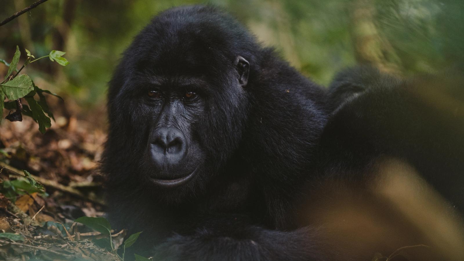 Worldway Travels x A&K Sanctuary Gorilla Trekking in Uganda