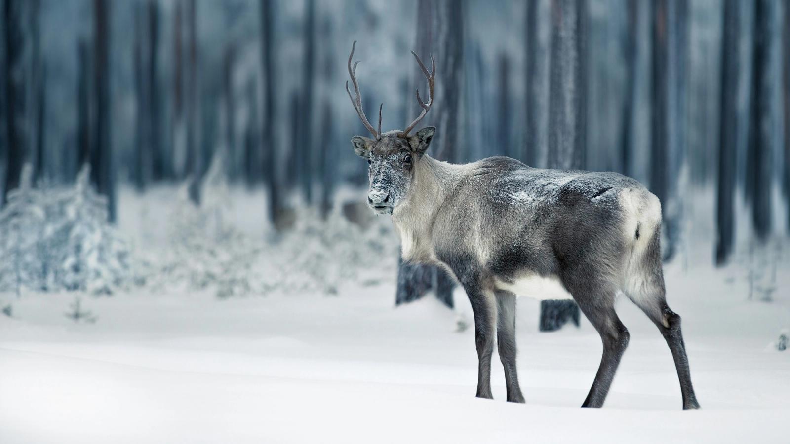 Christmas in Lapland