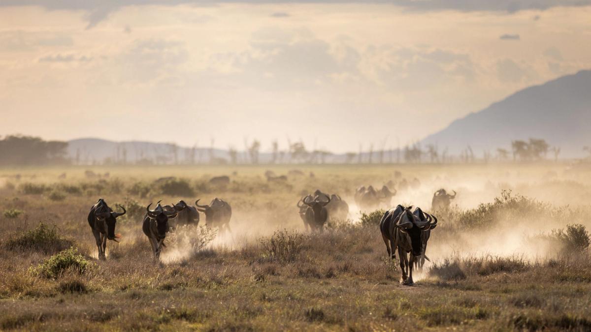 A&K Sanctuary Tanzania and Kenya's National Parks