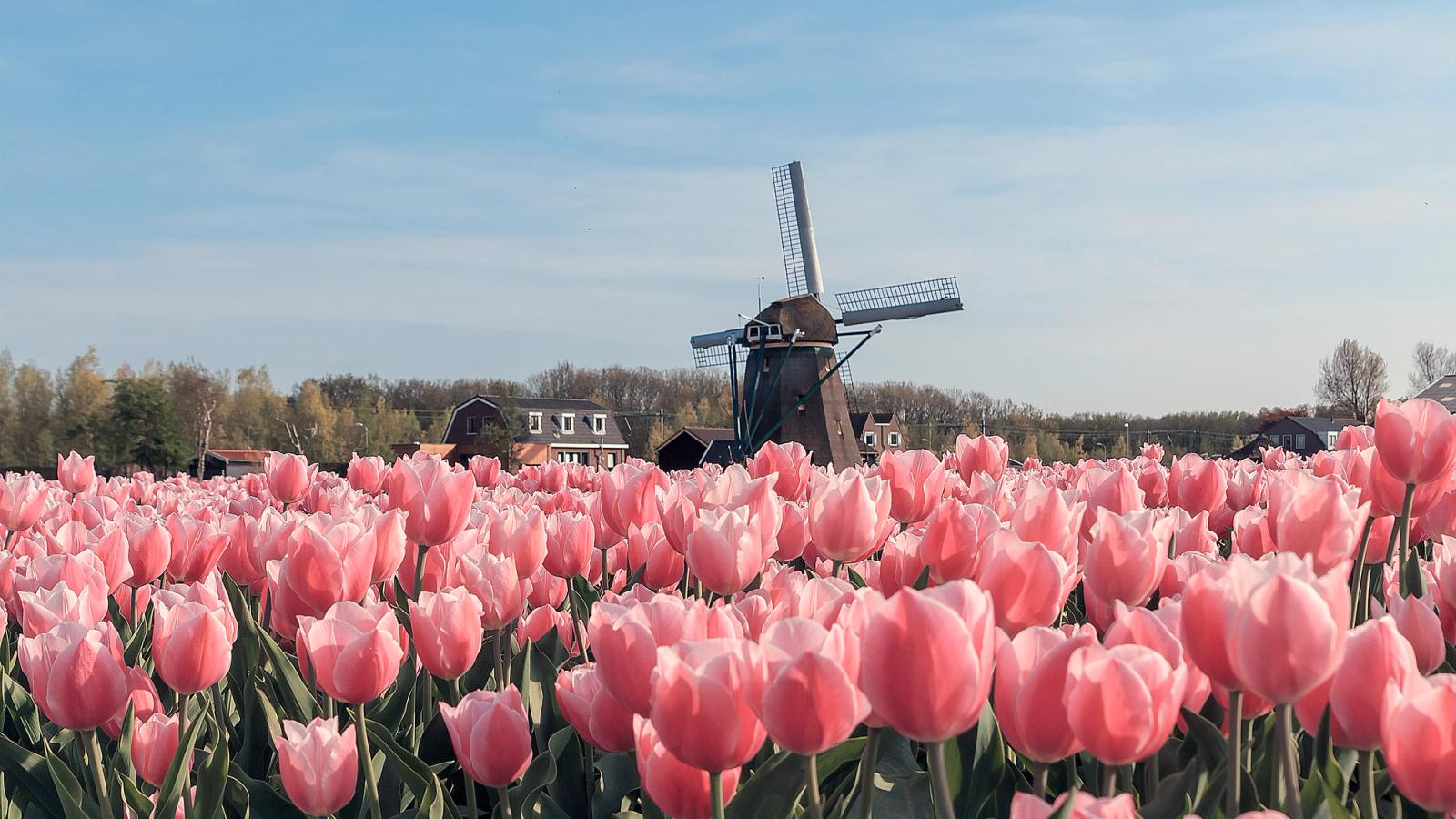 A Tulip Cruise Through the Netherlands and Belgium