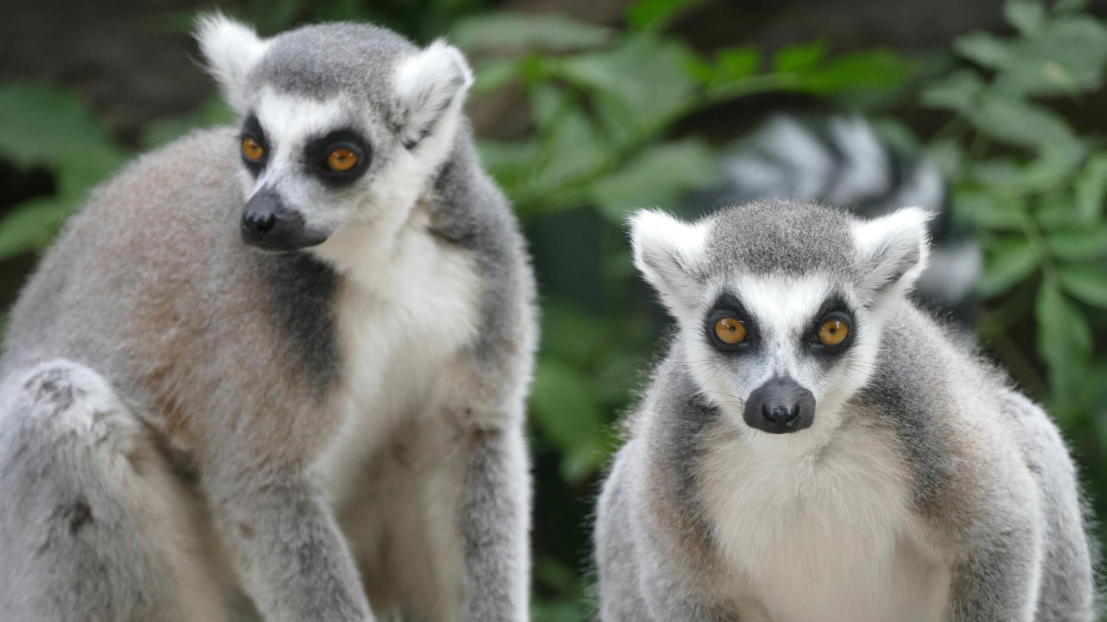 Natural Wonders of Madagascar