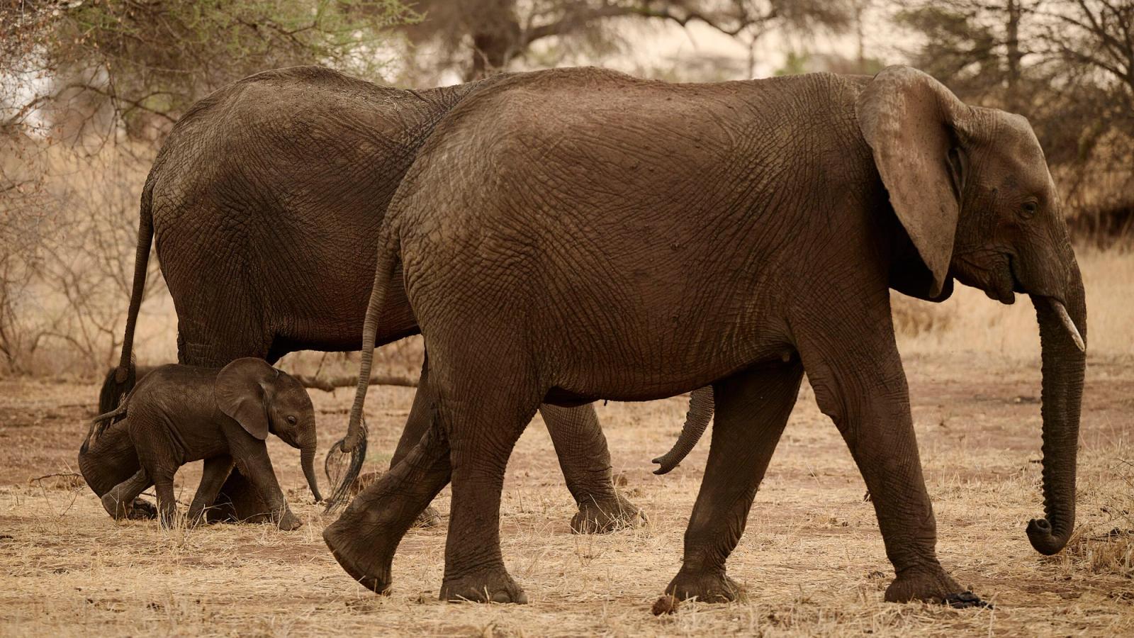 Worldway Travels x A&K Sanctuary Tanzania and Kenya Safari