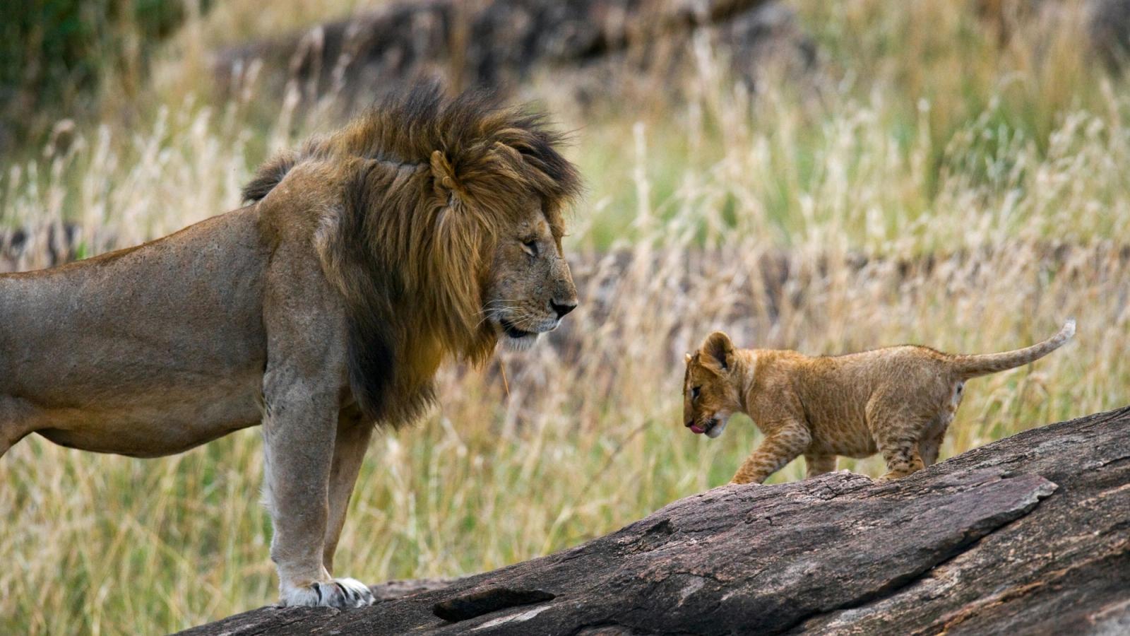 Family Safari in Kenya and Tanzania