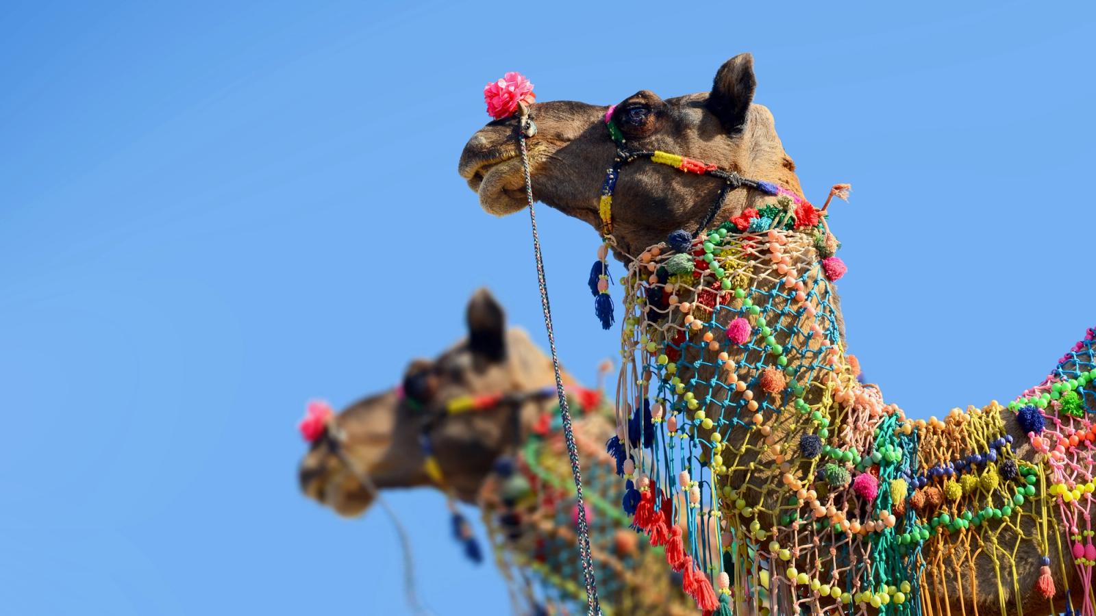 Taj Mahal and the Treasures of India - Pushkar Fair