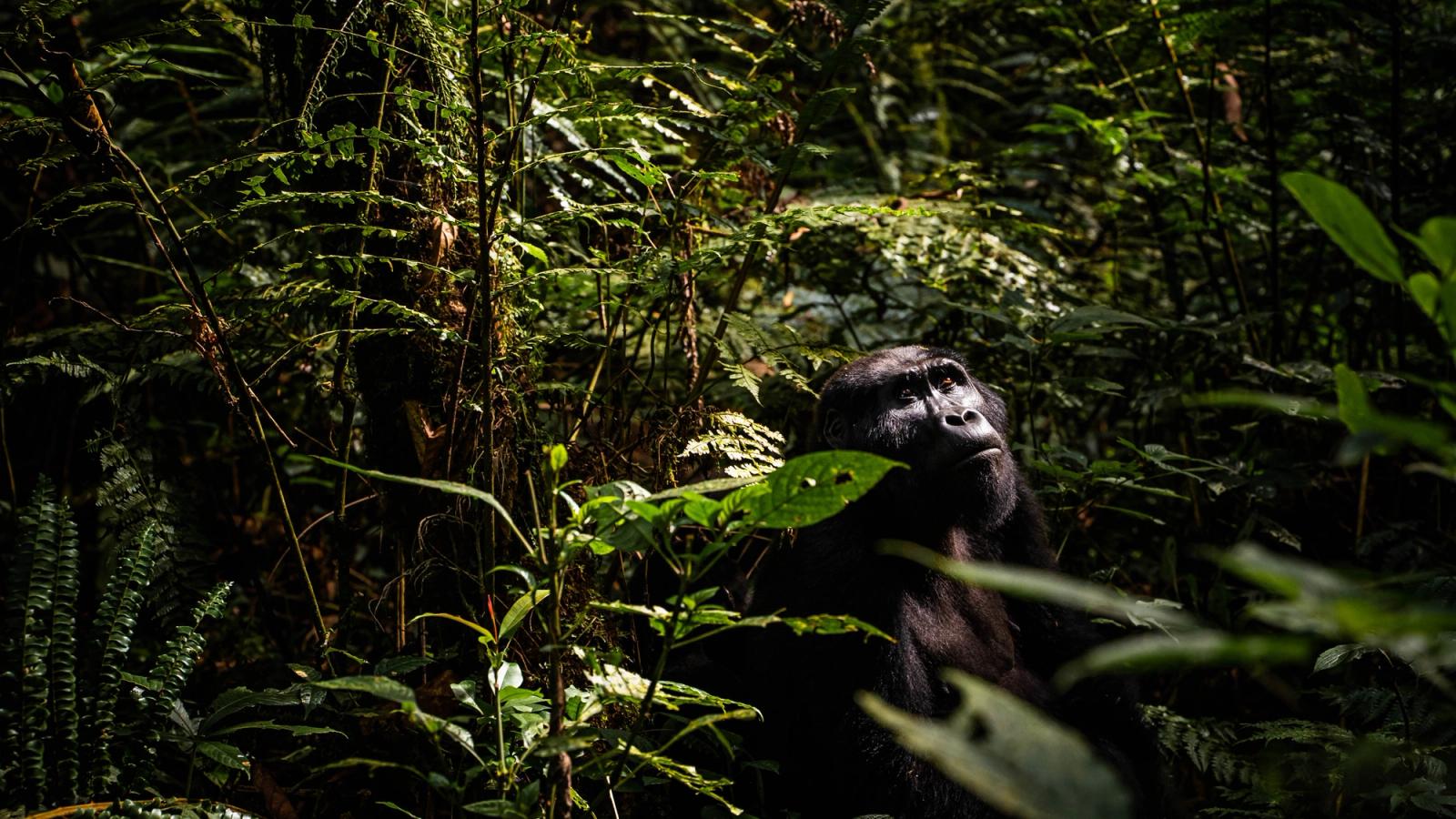 Uganda: Gorilla Trekking and Safari Adventure