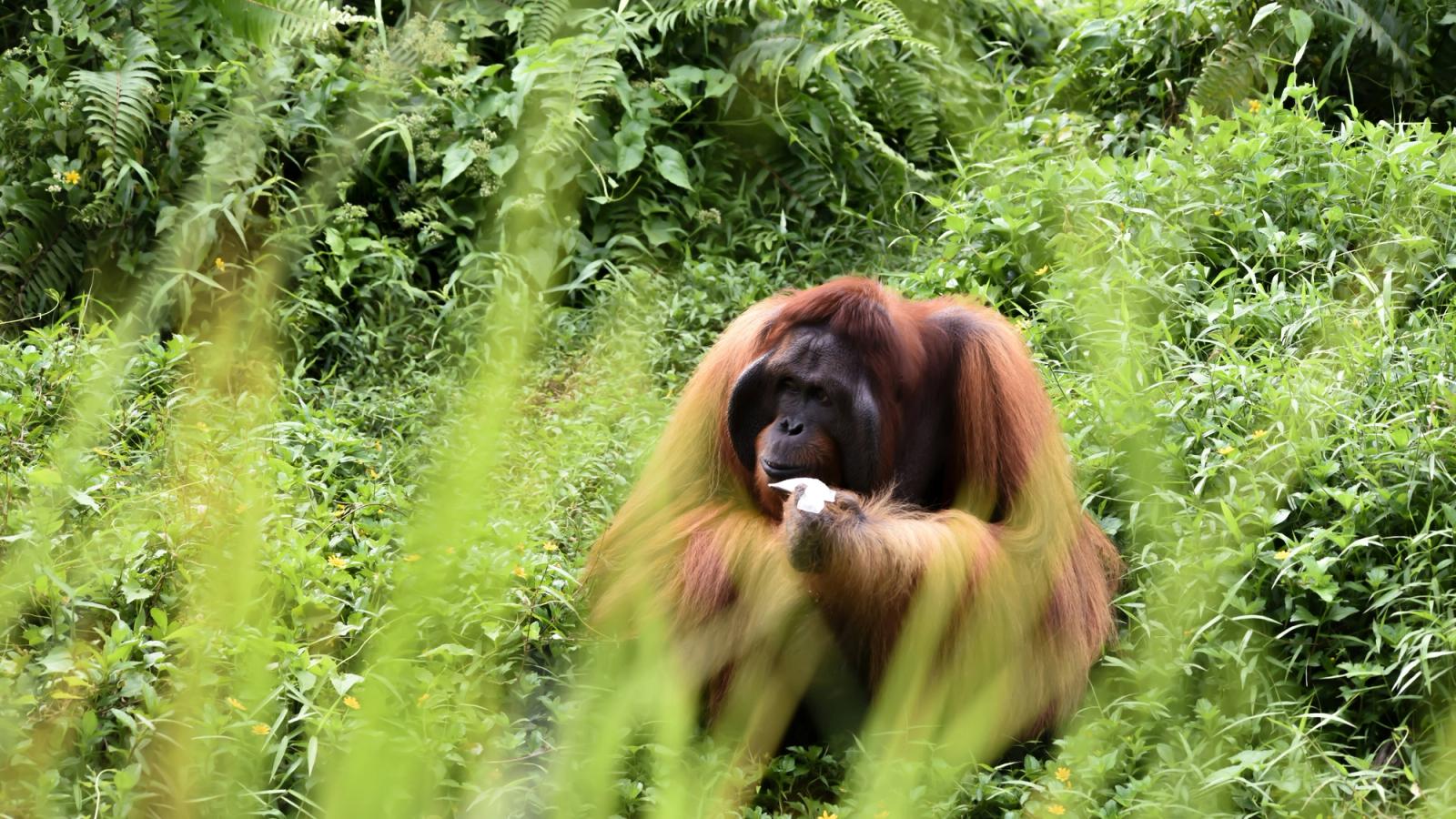 Borneo: Land of the Orangutan