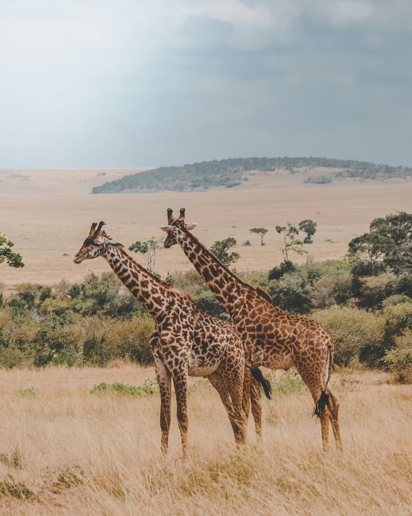 The Great Migration 2026: The Ultimate Safari Guide to Africa’s Wildlife Spectacle 5 Giraffe