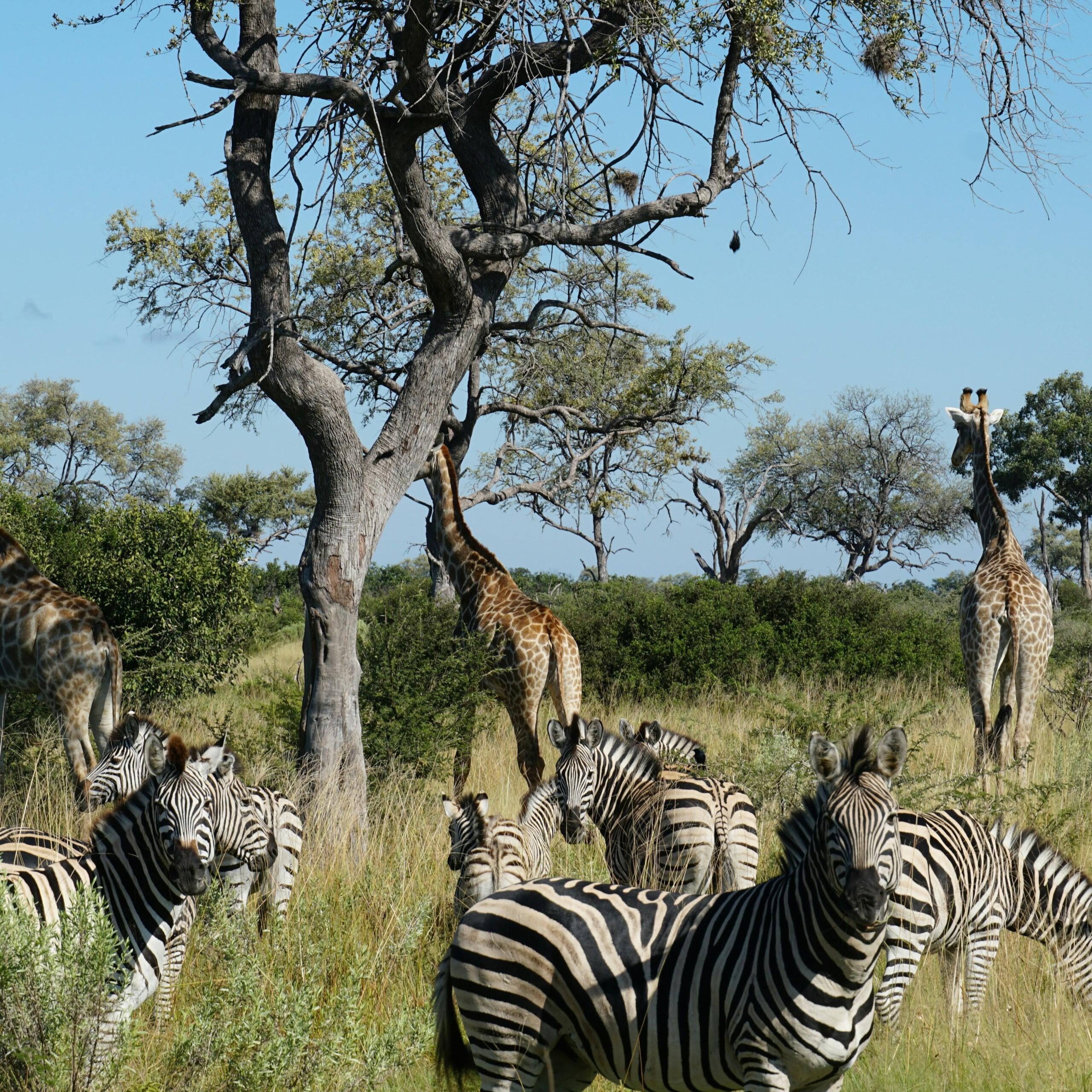 botswana