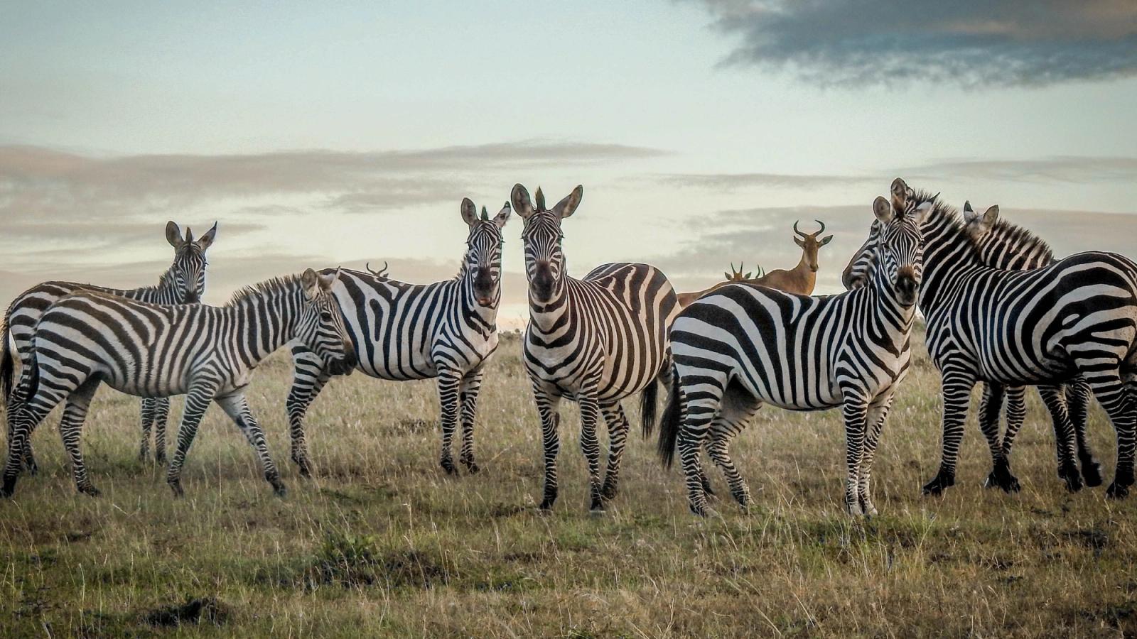 East Africa by Private Air