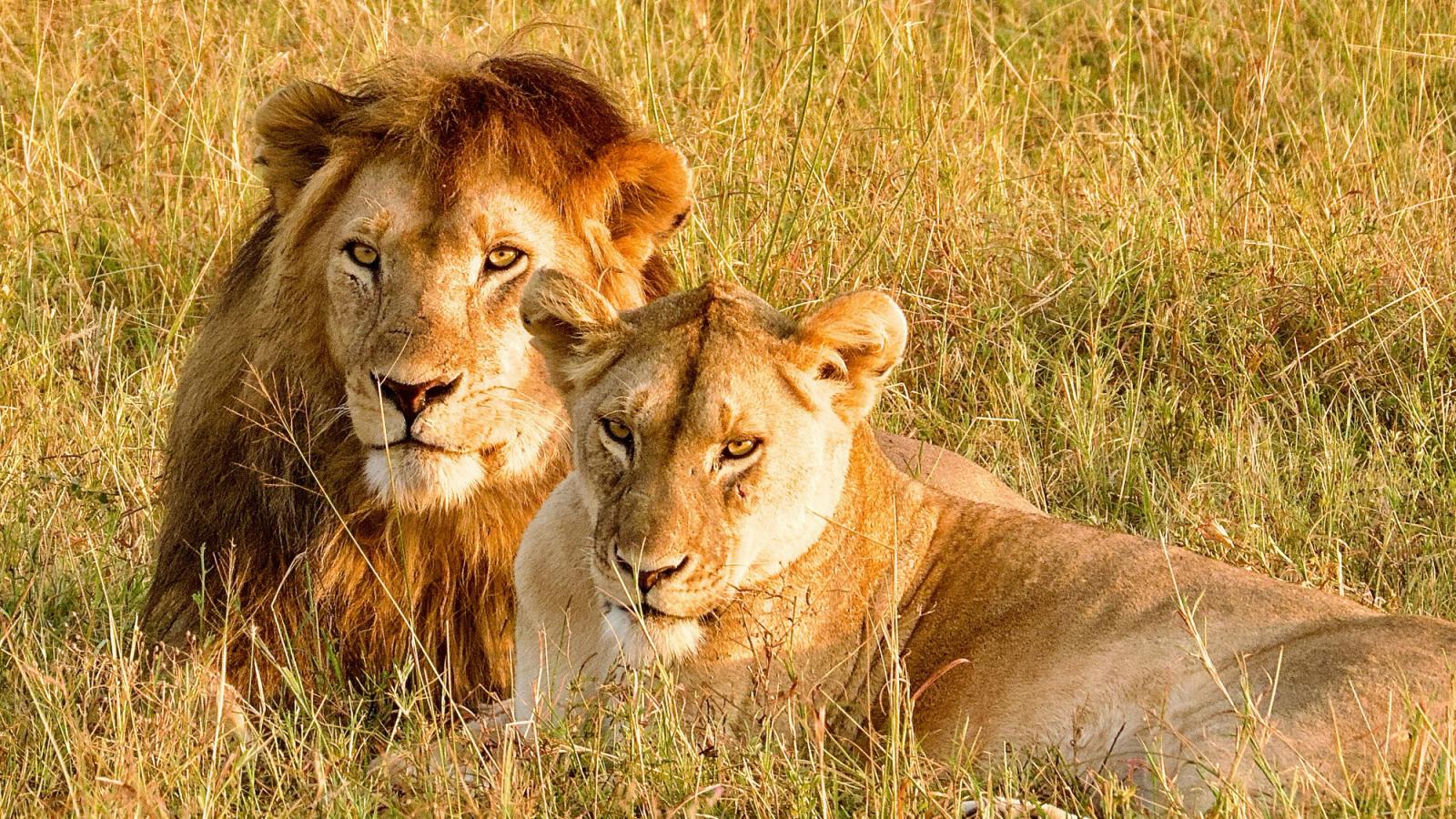 Ultimate Tanzania Safari