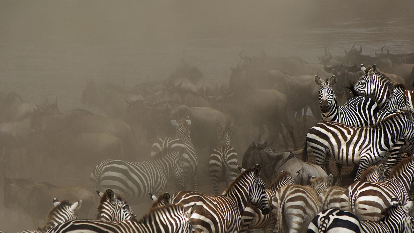 Ultimate Great Migration Safari: A Private Journey