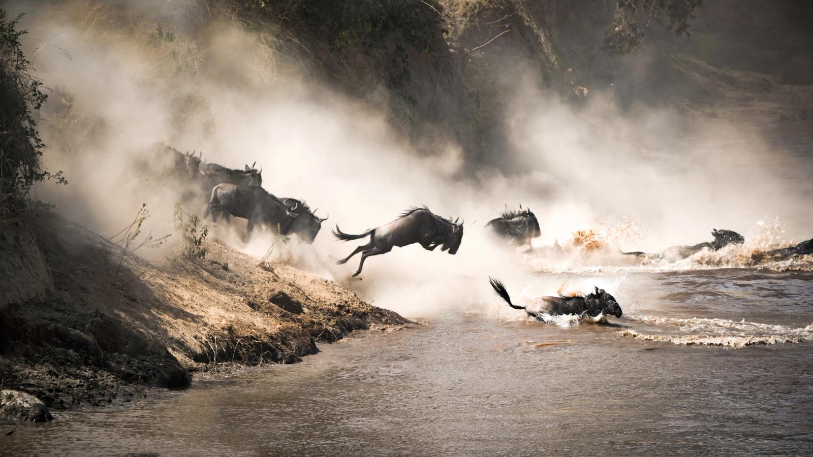 Ultimate Great Migration Safari
