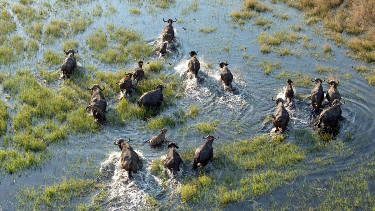 A&K Sanctuary Southern Africa Safari and Victoria Falls