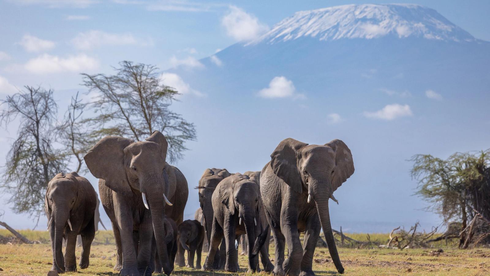 Kenya and Uganda Safari by Private Air