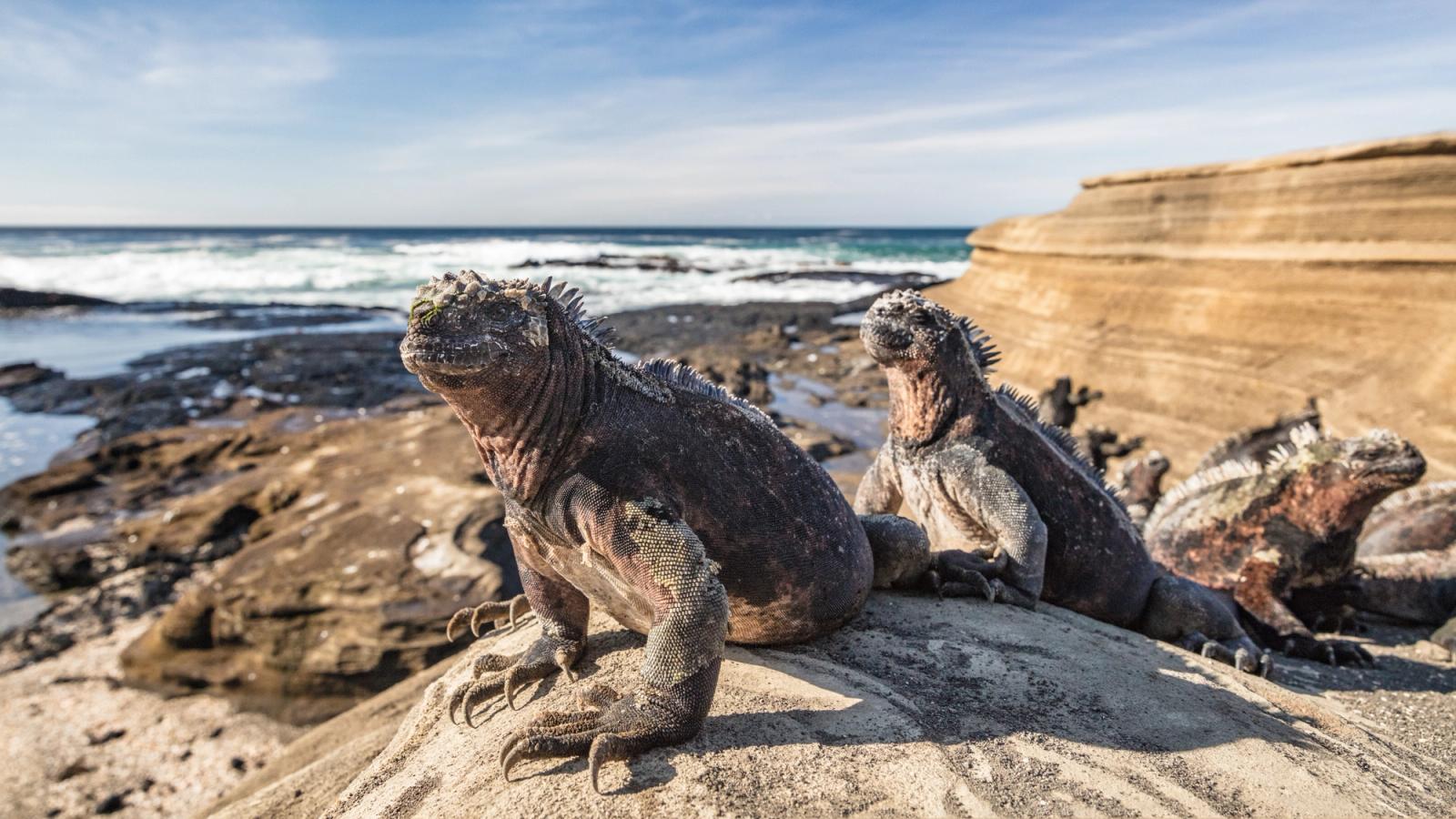 Ultimate Galápagos: Southern and Central Route