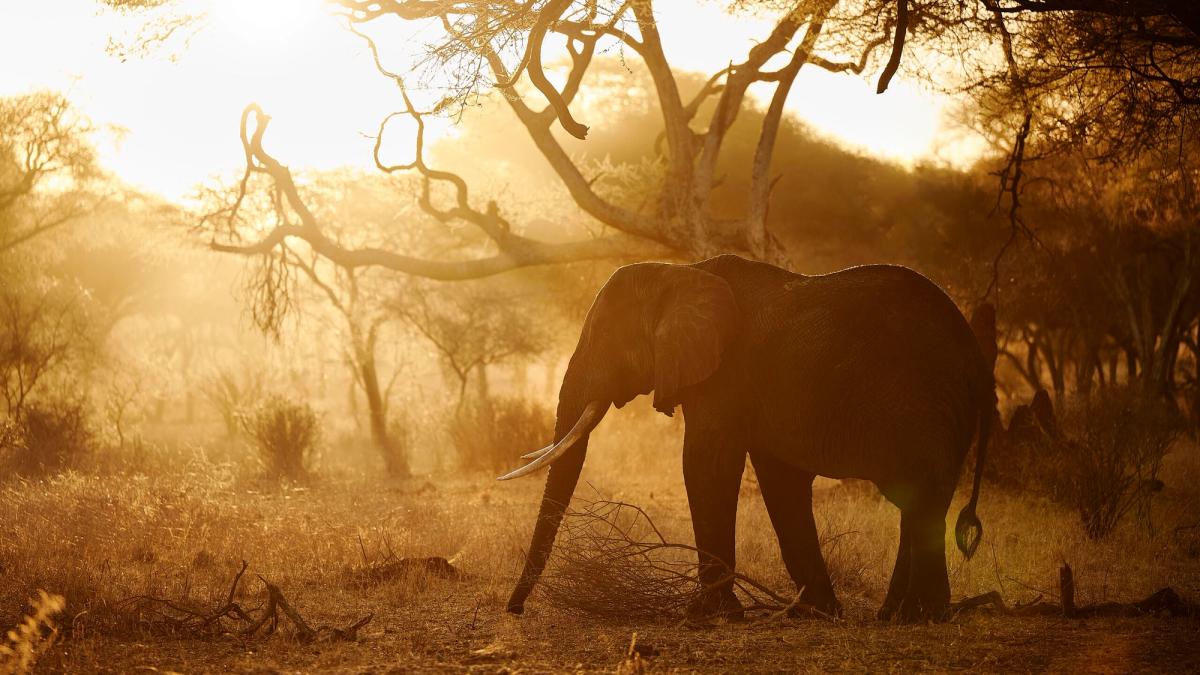 A&K Sanctuary Tanzania Safari