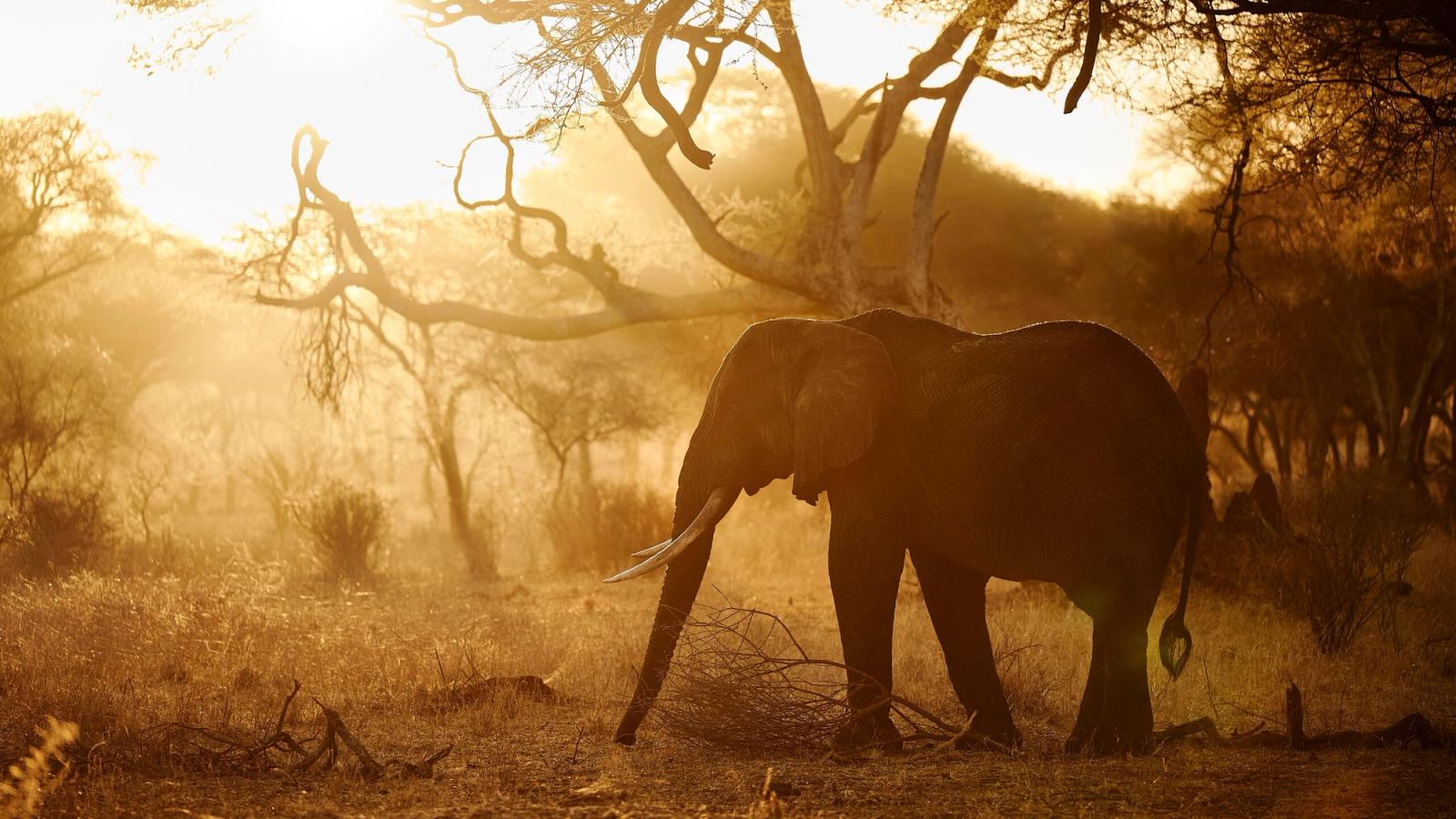 Worldway Travels x A&K Sanctuary Tanzania Safari