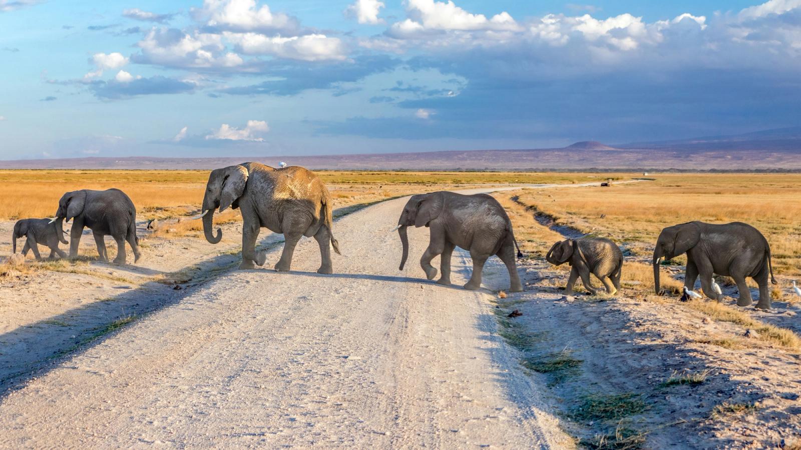 Kenya and Tanzania Safari Adventure