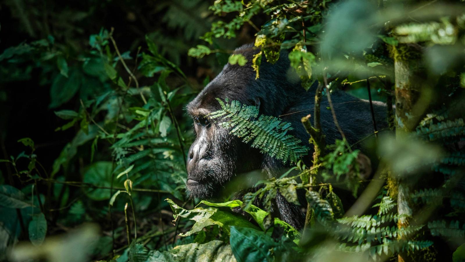 Worldway Travels x A&K Sanctuary Safari in Uganda