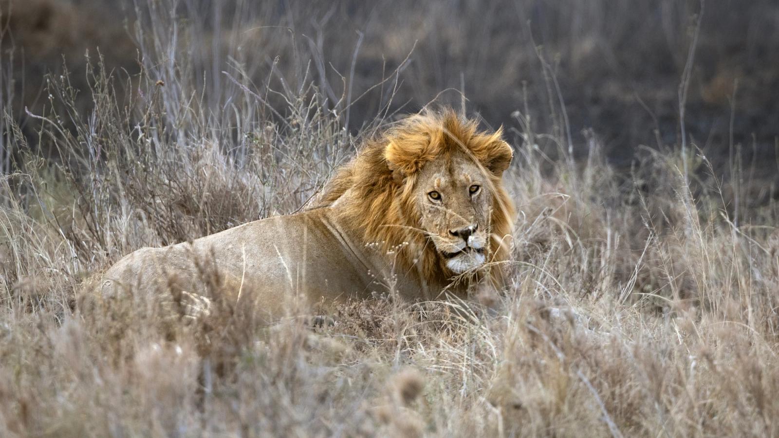 Kenya and Tanzania Safari: A Private Journey