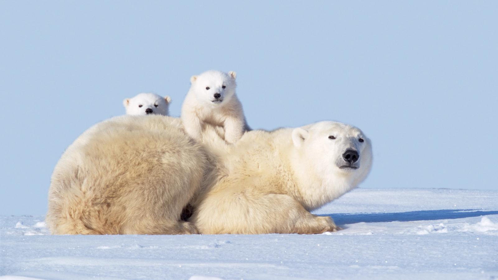 Wild Canada by Private Jet