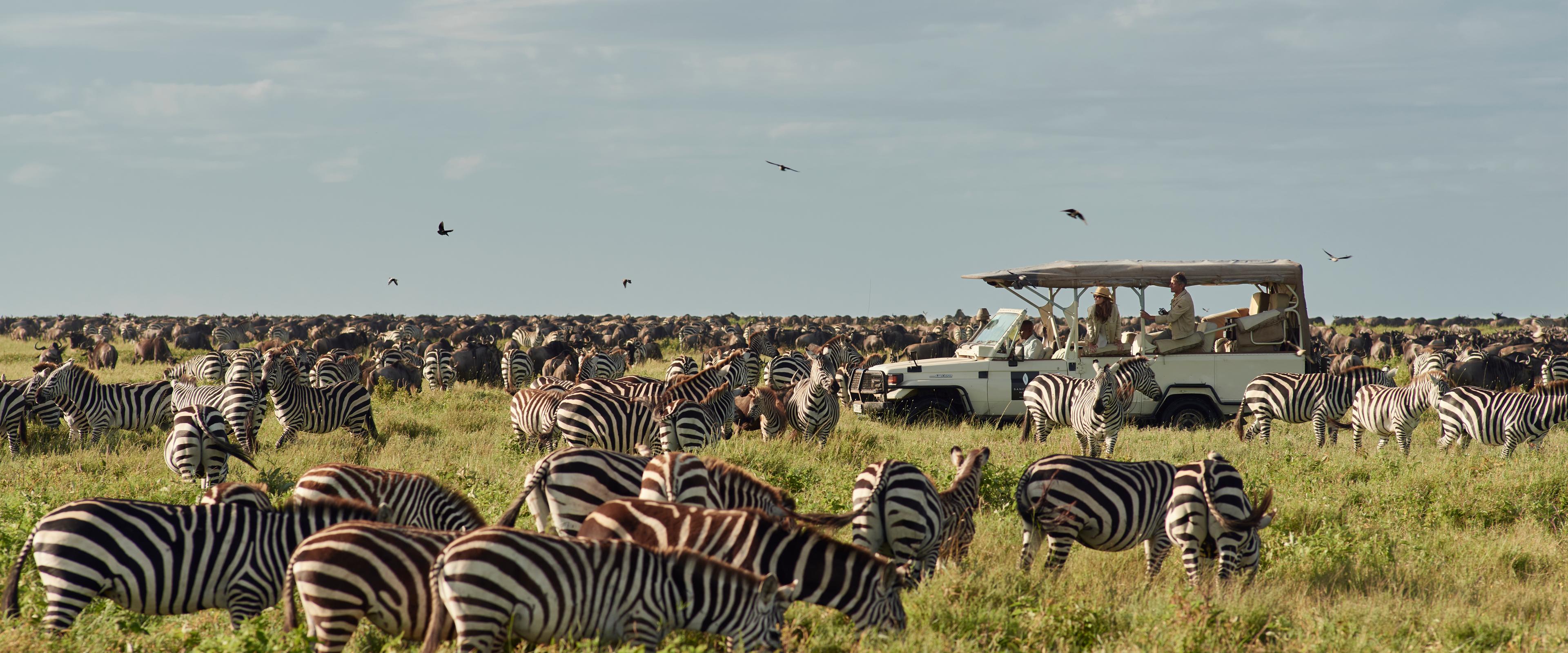 safari