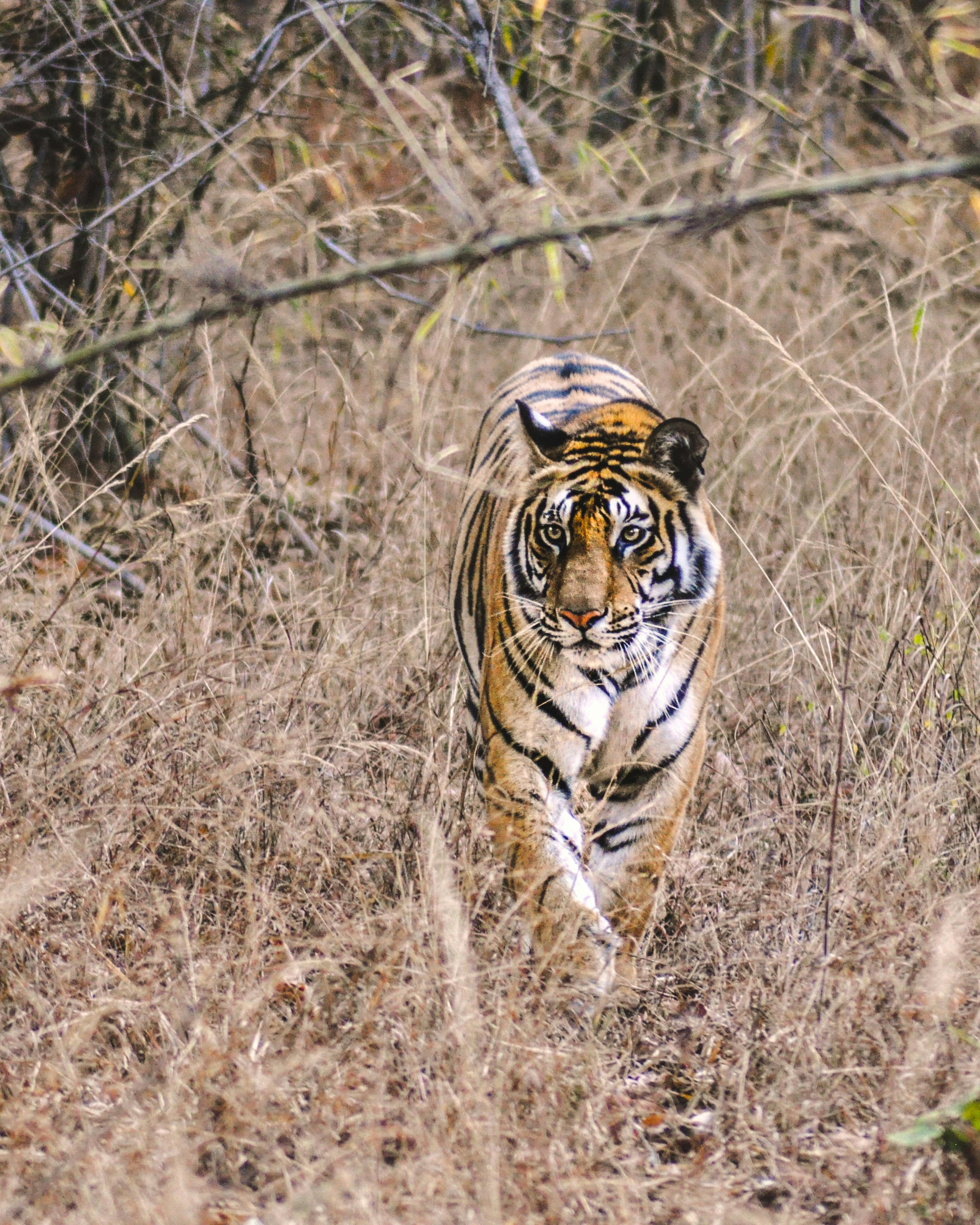 Tiger Safaris in India